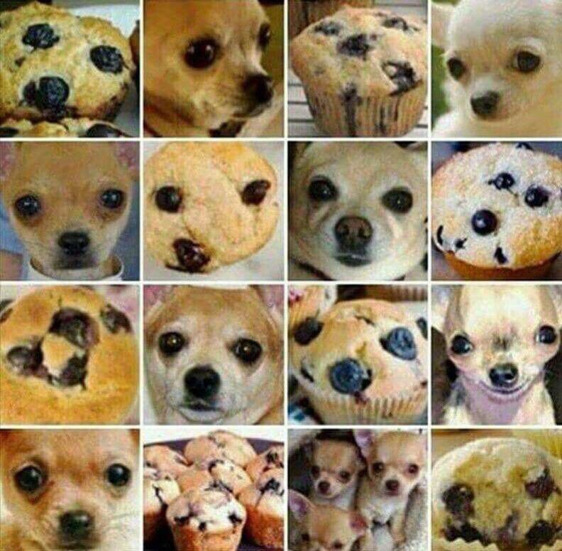 Chihuahua or muffin?