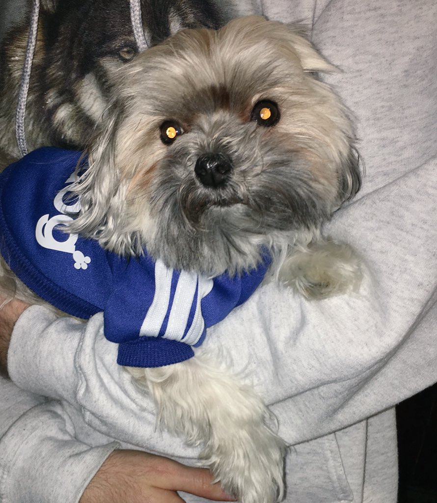 MadisonGrover21's tweet photo. In all honesty pretty sure my dog is my most prized possession.💙 #addidog https://t.co/OOBUviBzKS