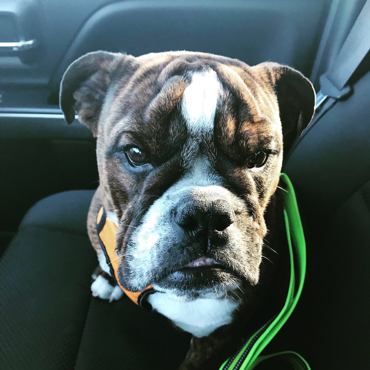 chimchimmeyers's tweet photo. When I look into the eyes of an animal I do not see an animal. I see a living being. I see a friend. I feel a soul. #myshadowdiesel @ilovebulldogs1 @RescuePuppy https://t.co/kwG9OOI2SC