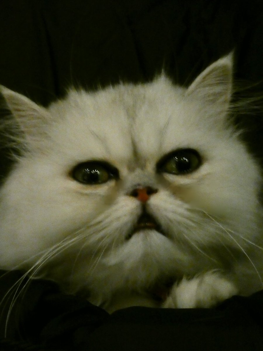 spacecat_omeme's tweet photo. (´ ✪A✪`)…

#宇宙から来た
#猫
#スペースキャット
#おめめ
#ゆめかわいい
#ペルシャ https://t.co/8slBVrVhrI