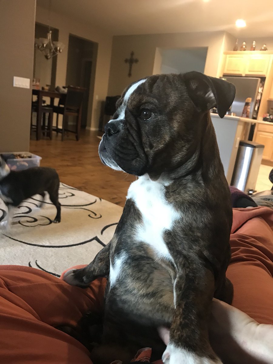 chimchimmeyers's tweet photo. “Whoever said that diamonds are a girl’s best friend.. never owned a dog.”@MesaAzgov @NaturalBalance https://t.co/rOnGJ1WfPN