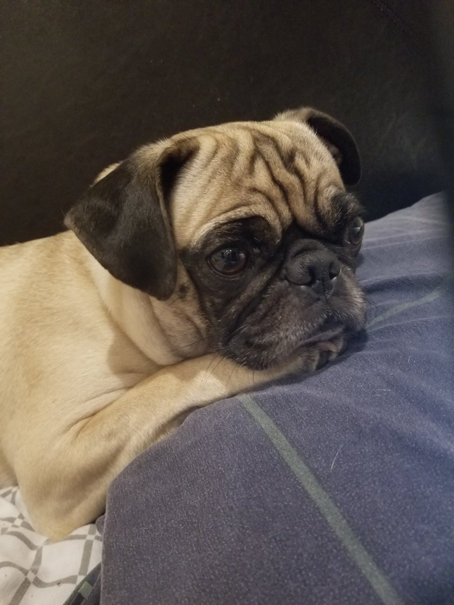 feelinfeisty's tweet photo. "That moment when all you can think about is food"-Feisty #puglife #PugsOfInstagram #pugsoftwitter #feistythepug #pug #pugs #puglove #pug #pugchat #pug https://t.co/XOlohjM8XJ