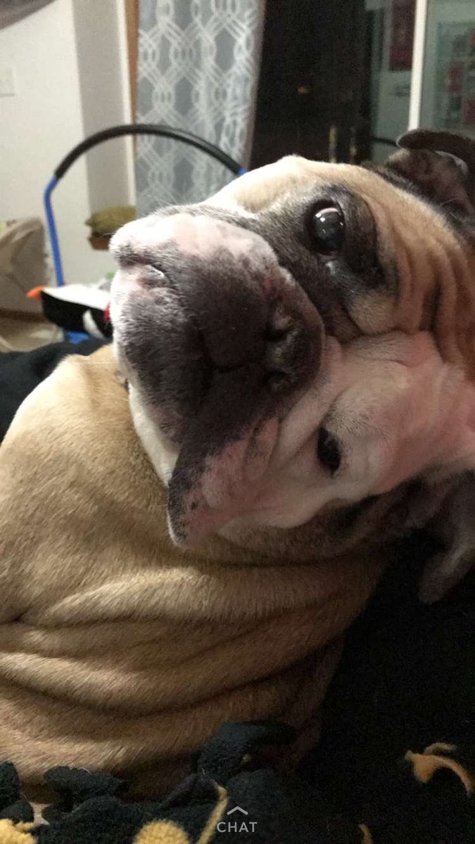 roxygirldm's tweet photo. Dad can’t resist these puppy dog eyes... https://t.co/mfjPnPOa4d