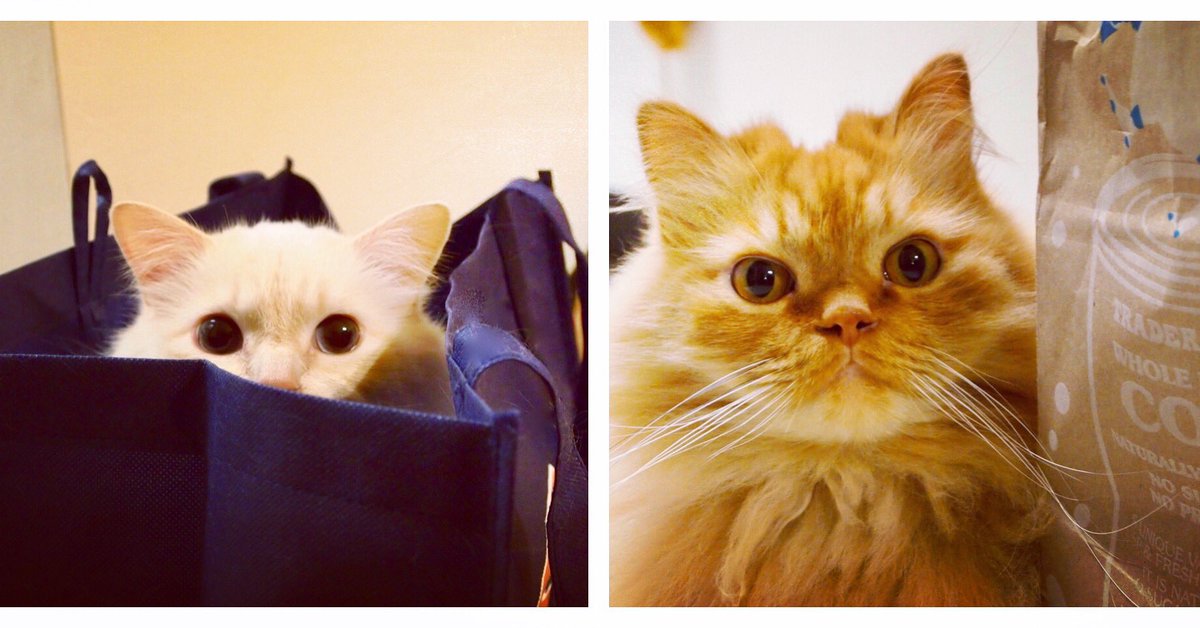 gat0gateaux's tweet photo. βHelpingβ with the groceries #nothelping #CatsOfTwitter #weekendfun #mybebes https://t.co/xkQ2FMJtMn