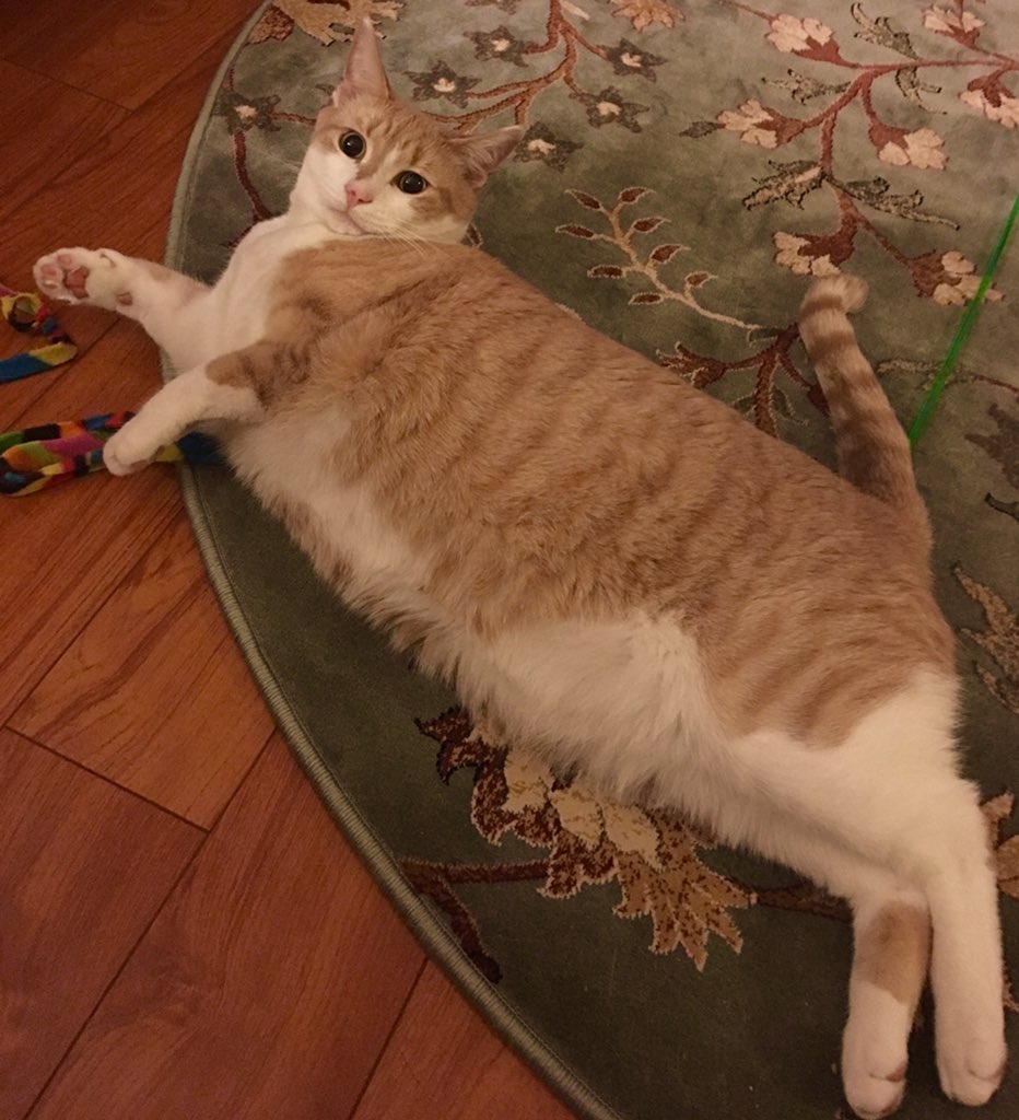 TinyBillyShow's tweet photo. Does this rug make me look fat? https://t.co/htWc20D06C
