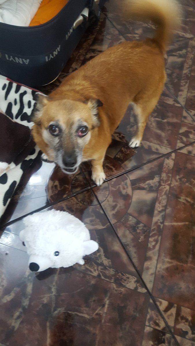 stickstar11's tweet photo. #night #DomingoDeGanarSeguidores #dogsoftwitter #love #stickystar #stickyandfriends #magia #summer2018 #CallMeByYourName https://t.co/s2qNMLlroc