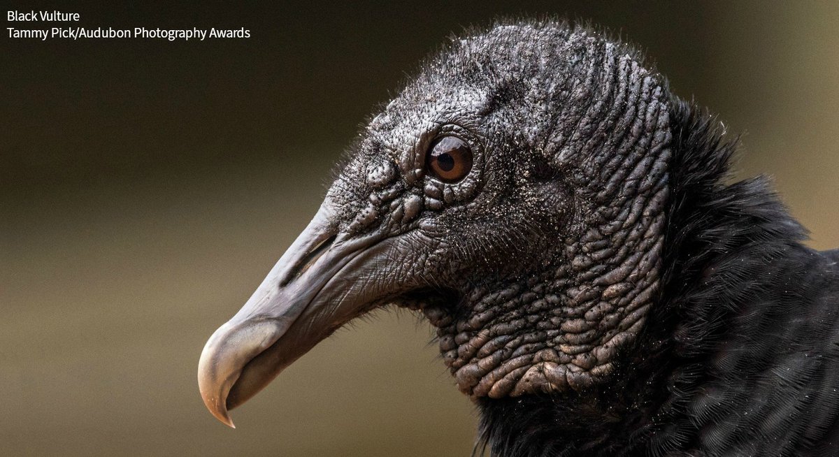 audubonsociety's tweet photo. Vultures specialize in dining on the dead, and they do it with the help of flesh-eating and highly toxic bacteria. https://t.co/6nMNhRF4kL https://t.co/EspkEaMkOh