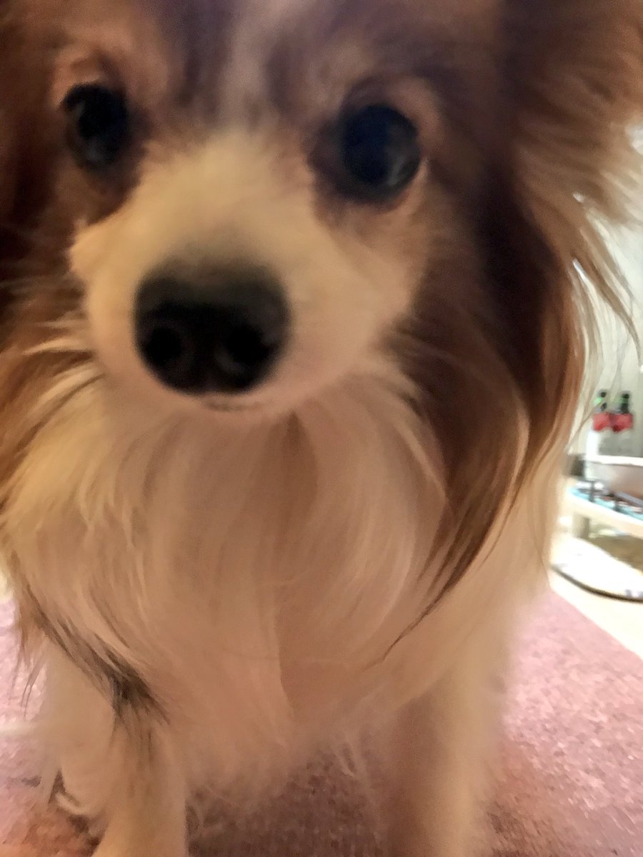 Luckystar おねっさん 里親募集中 パピヨン8歳オス 甘えんぼで縄張り意識 が強めなのでひとりっ子向き とても人懐っこ犬です 構ってほしくて吠えることがあります 首を痛がるので治療中 スケーリング予定 歯は残らないかもしれません 譲渡条件がご