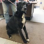 Photo by Lost Dogs Ohio (@LostDogsOhio)