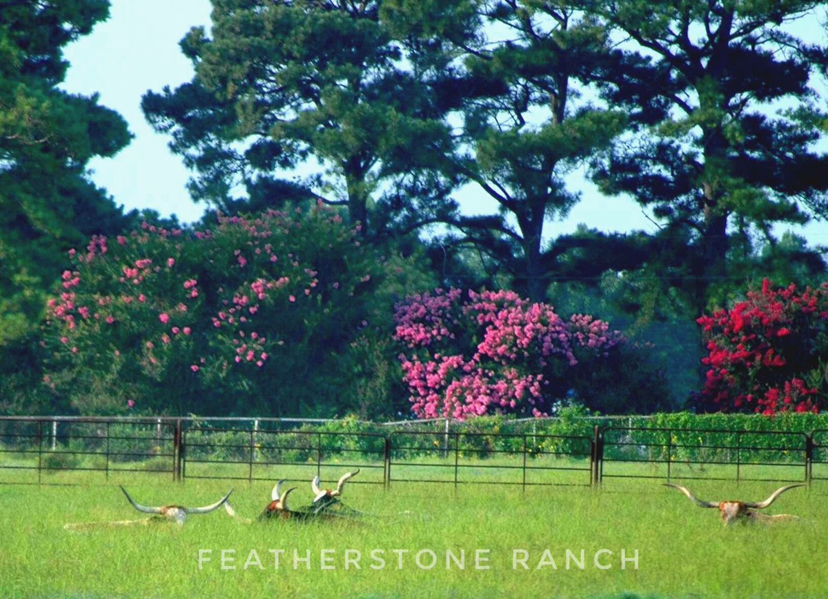Do you see what’s peeking up through the grass? 😀. Featherstone Ranch is the home of GF Beef.  They have these majestic longhorns too!  #2chickshomeandmarket #gfbeef #longhorns #featherstoneranch #gfbeef #grassfedbeef