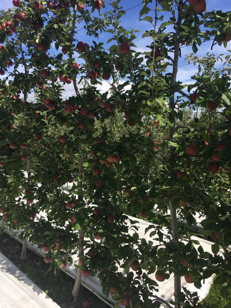 timdwelsh's tweet photo. Final stop of North Island at Hoddy Co. Stood in the middle of “4D, 3D &amp; 2D” and saw the “texture” described in other blocks. Also saw the grafting that only a personal trip and visit to the graft can describe. #iftaNZ https://t.co/esU5dCOdp5