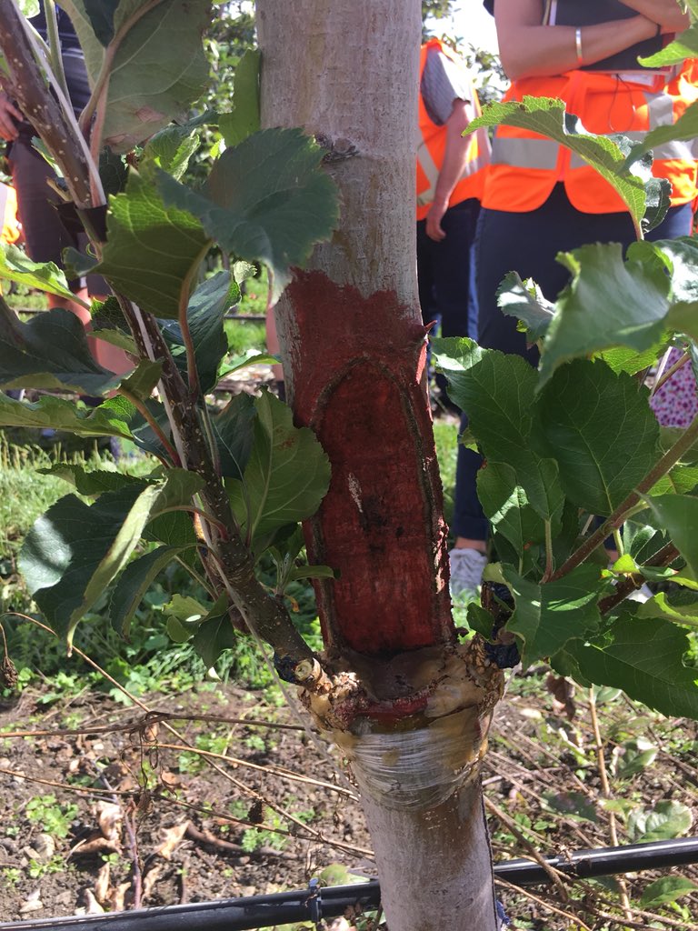 timdwelsh's tweet photo. Final stop of North Island at Hoddy Co. Stood in the middle of “4D, 3D &amp; 2D” and saw the “texture” described in other blocks. Also saw the grafting that only a personal trip and visit to the graft can describe. #iftaNZ https://t.co/esU5dCOdp5