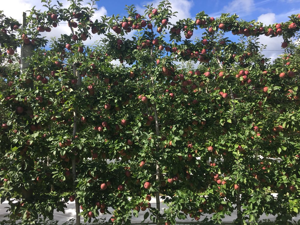 timdwelsh's tweet photo. Final stop of North Island at Hoddy Co. Stood in the middle of “4D, 3D &amp; 2D” and saw the “texture” described in other blocks. Also saw the grafting that only a personal trip and visit to the graft can describe. #iftaNZ https://t.co/esU5dCOdp5