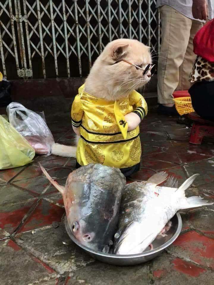 KucingBertweet's tweet photo. Comelnya peniaga kat pasar Vietnam ni. Jangan makin kurang pulak ikan depan mata tu 😂😂😂 https://t.co/Duw4CwKD4z