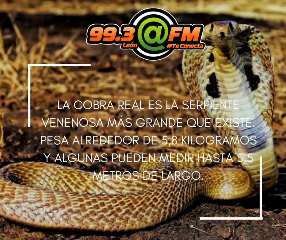 FMLeon993's tweet photo. #DatoArroba ¡¿Sabías que?!😱🐍  #ArrobaFm #TeConecta https://t.co/Ptr42dTkN0