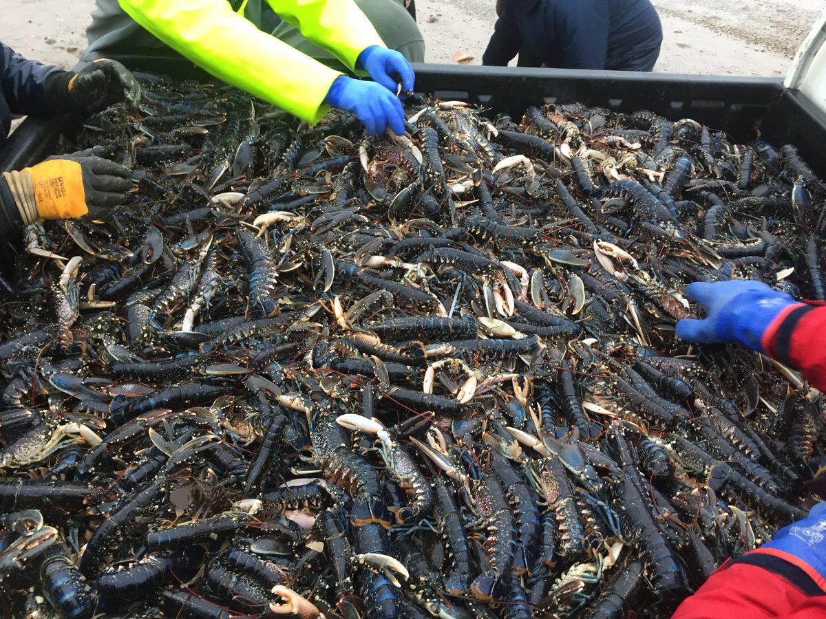 YorksWildlife's tweet image. Marine life washed up on the Holderness Coast - an estimated 25,000 lobsters were transported to merchants tanks at Bridlington and released at sea this morning in deeper water. #beastfromtheeast #marinewashup
