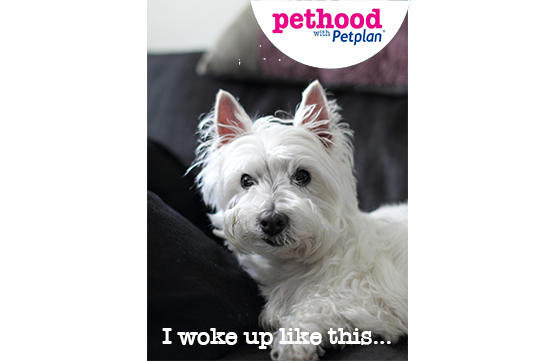PetplanUK's tweet photo. Retweet if you or your pet are having a bad hair day... https://t.co/R5G6sv9KFo