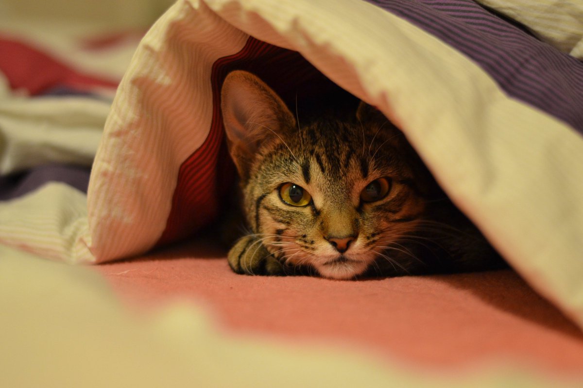 ImergencyCat's tweet photo. https://t.co/CCkrldfxcK