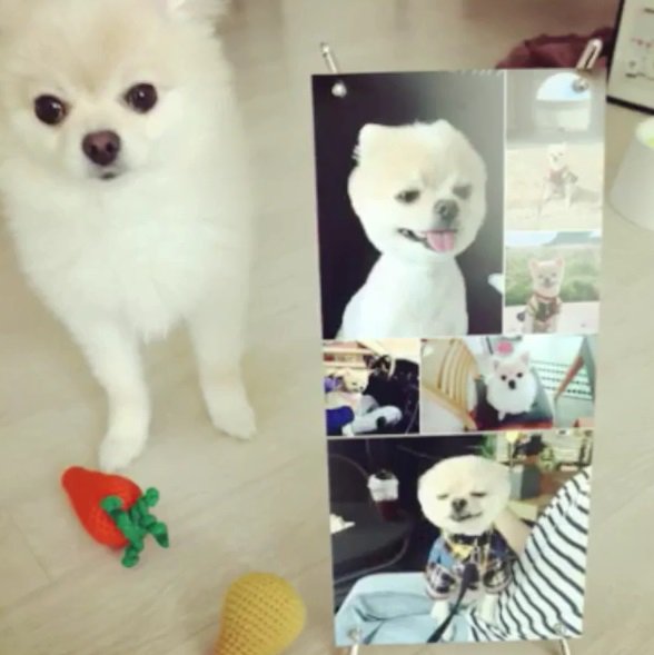 publog_abyz's tweet photo. 우리집 댕댕이,냐옹이  #미니배너 만들기! 

가성비 최강👍퍼블로그 미니배너 활용💗그 끝은 과연 어디까지 인 것인가~?
요즘 대세 울집 댕댕이 굿즈 만들기 꿀잼🐶☄

1. 퍼블로그 팔로우+이 게시물 RT   5분
2. 울집 댕댕이 미니배너 만들어주고 싶은 이유 5분

(~3/12 발표 예정) https://t.co/92I7UwEFj1