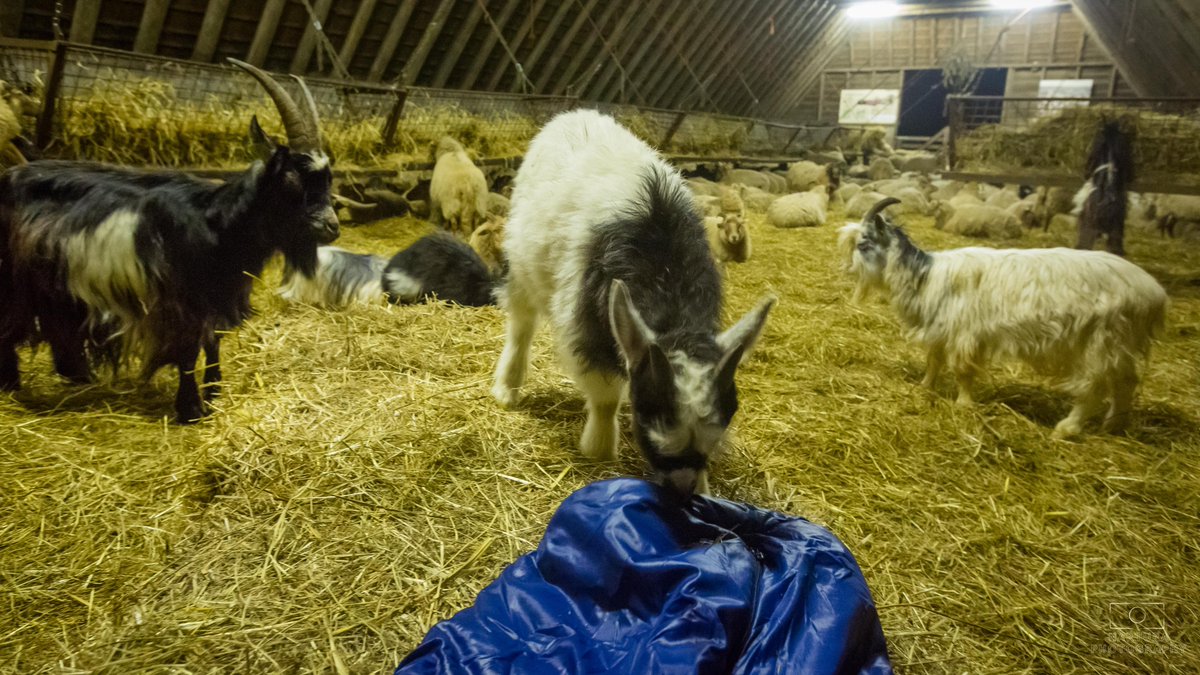 E_van_den_Ham's tweet photo. Goed #Voeder, en een warme #Stal
Dus noemt men goed onthaal, gemak en rust, ’t geen vermoeide reizers tot verquikking begeeren. ’t Is overgenomen van ’t geene de paarden na zwaare tochten noodig hebben.
#OudeSpreekwoorden #SchaapskuddeLhee.
 
https://t.co/Sm7XCCLCSg https://t.co/zhJPZmBM81