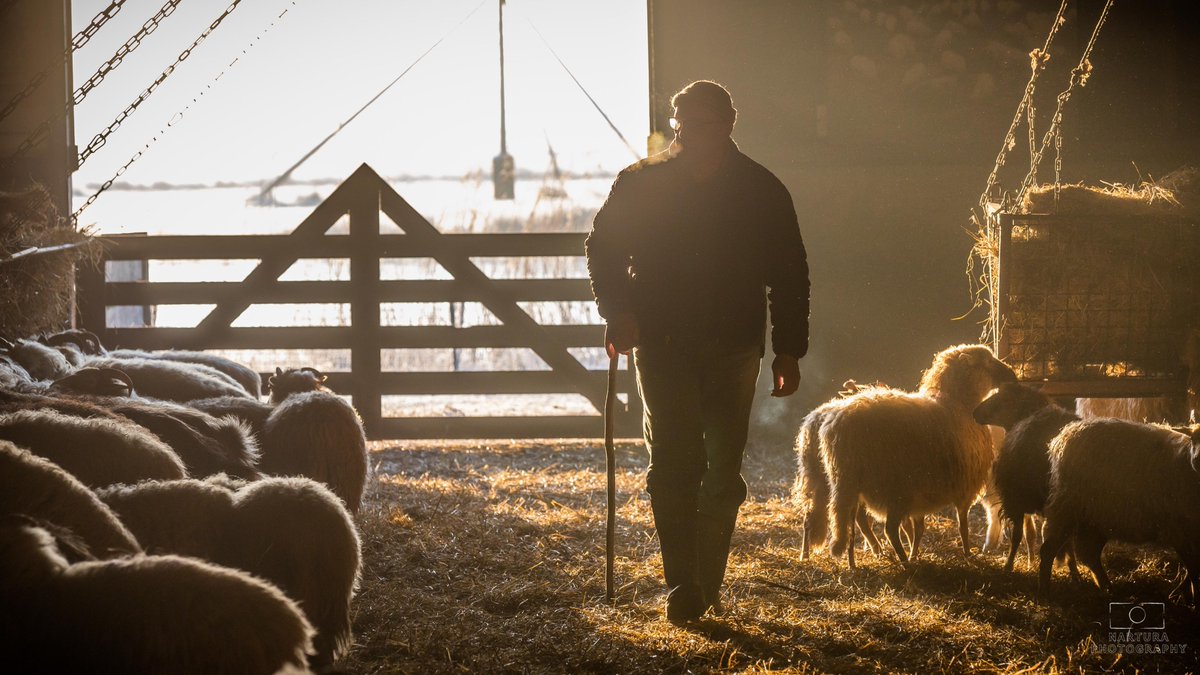 E_van_den_Ham's tweet photo. Goed #Voeder, en een warme #Stal
Dus noemt men goed onthaal, gemak en rust, ’t geen vermoeide reizers tot verquikking begeeren. ’t Is overgenomen van ’t geene de paarden na zwaare tochten noodig hebben.
#OudeSpreekwoorden #SchaapskuddeLhee.
 
https://t.co/Sm7XCCLCSg https://t.co/zhJPZmBM81