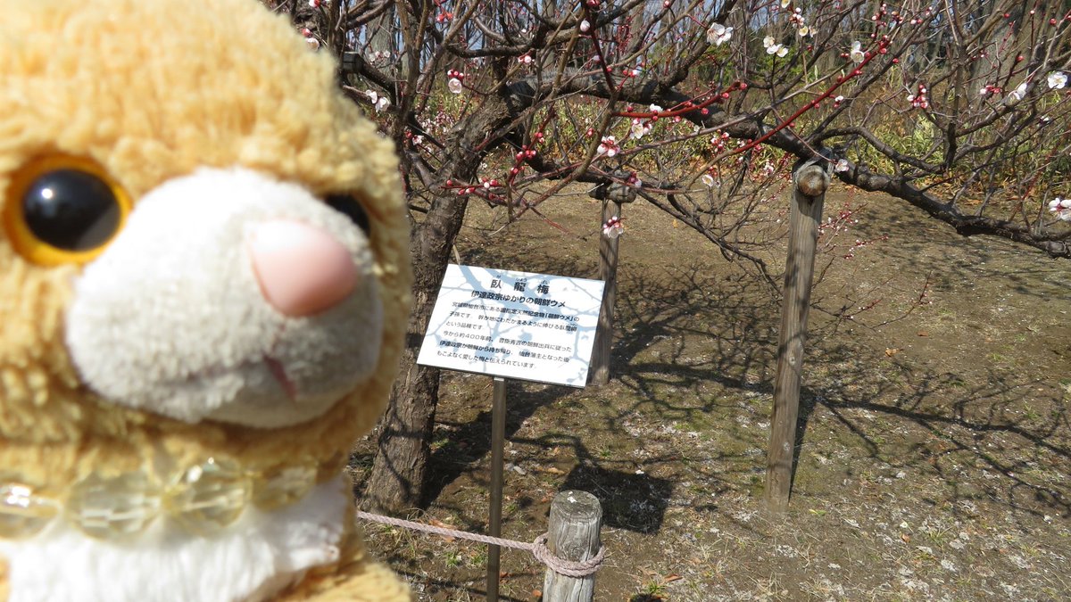 臥龍梅 Twitter Search