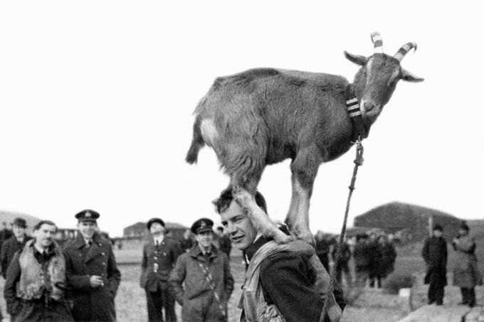 LimaSectorOps's tweet photo. #OnThisDay #1942
#FgOff #William de #Goat, #609Sqn, was penned up at #Ashby Hall with a white goat that had been kidnapped from the #Welch #Fusiliers to keep him company.
#Digby100 #RAF100 https://t.co/zU51gR4osp