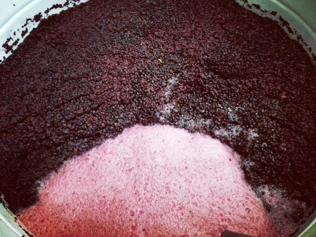 A good year for Grenache noir at Olifantsberg #harvest18 #excited #breedekloof #bushvine #shale