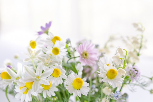 アルビオン Albion 公式 V Twitter おはようございます 今日の誕生花は カモミール 花言葉は 逆境で生まれる力 です イグニス ガーデンの エオロ はおだやかで深みのあるハーバルカモミールの香り 穏やかでありながらも逆境にも負けない強さで