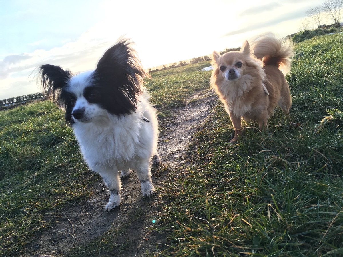 That Pet Place 🐾 (@thatpetplaceuk) on Twitter photo Early morning #dogwalk. Hope you have all got that #mondaymotivation 💪
<a href="/Mr_Simms_Hx/">MrSimmsHornchurch</a> <a href="/Abbeycraft23/">Abbeycraft Artworld</a> <a href="/5adayalcester/">5adayalcester</a> <a href="/Xav_Anderson/">Xav Anderson - Clockwork City</a> <a href="/orangemabel/">Orangemabel</a> <a href="/bestsellers_sx/">Best Sellers</a> <a href="/Katzfancydress/">Katz Fancydress</a> <a href="/DiscoverGather/">DiscoverGatherGive Contemporary Arts Festival</a> <a href="/VivaDentist/">Viva Dental Studio</a> <a href="/KeziaTho/">Kezia Thomas</a> <a href="/StratfordClinic/">The Stratford Clinic</a> <a href="/Stratforward/">Stratford Upon Avon BID</a> @WarksTN <a href="/MBAillustration/">Mark Baker</a> Early morning #dogwalk. Hope you have all got that #mondaymotivation 💪
<a href="/Mr_Simms_Hx/">MrSimmsHornchurch</a> <a href="/Abbeycraft23/">Abbeycraft Artworld</a> <a href="/5adayalcester/">5adayalcester</a> <a href="/Xav_Anderson/">Xav Anderson - Clockwork City</a> <a href="/orangemabel/">Orangemabel</a> <a href="/bestsellers_sx/">Best Sellers</a> <a href="/Katzfancydress/">Katz Fancydress</a> <a href="/DiscoverGather/">DiscoverGatherGive Contemporary Arts Festival</a> <a href="/VivaDentist/">Viva Dental Studio</a> <a href="/KeziaTho/">Kezia Thomas</a> <a href="/StratfordClinic/">The Stratford Clinic</a> <a href="/Stratforward/">Stratford Upon Avon BID</a> @WarksTN <a href="/MBAillustration/">Mark Baker</a>