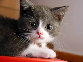 CatLoverProfile's tweet photo. #cat #cats #herocat #smile #tigerthecat #keepsmiling #smilemore  #tintinthesquirrel #squirrel #redsquirrel #squirrellove #pets #exoticpet #squirrellife #petstagram #petphotography #cutest #cute #adorable  #simonscat #cutecats #ilovesquirrels #catlovers #kitten #holidays #festive https://t.co/LIqPEORHtW