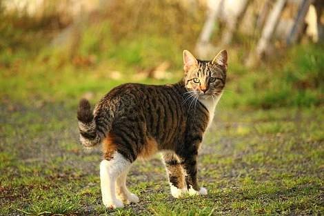 CatLoverProfile's tweet photo. #cat #cats #herocat #smile #tigerthecat #keepsmiling #smilemore  #tintinthesquirrel #squirrel #redsquirrel #squirrellove #pets #exoticpet #squirrellife #petstagram #petphotography #cutest #cute #adorable  #simonscat #cutecats #ilovesquirrels #catlovers #kitten #holidays #festive https://t.co/Mfty9SraCr
