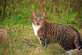 CatLoverProfile's tweet photo. #cat #cats #herocat #smile #tigerthecat #keepsmiling #smilemore  #tintinthesquirrel #squirrel #redsquirrel #squirrellove #pets #exoticpet #squirrellife #petstagram #petphotography #cutest #cute #adorable  #simonscat #cutecats #ilovesquirrels #catlovers #kitten #holidays #festive https://t.co/0MVZiI9n2D