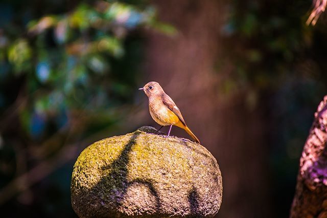 この鳥なに