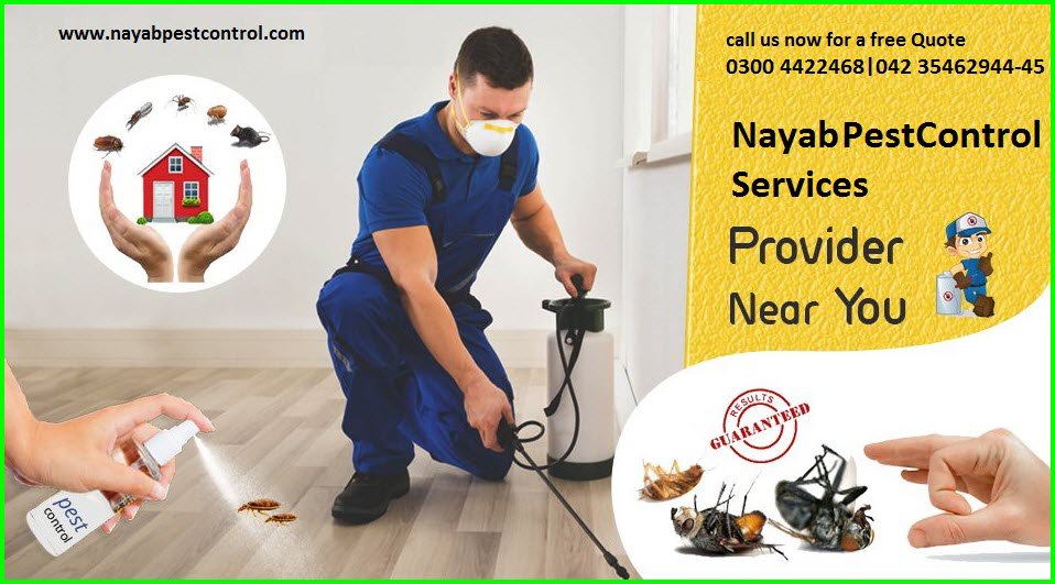 nayab_pest's tweet photo. we ready to serve on just one call 0300 4422468 | 042 35462944-45
#pestcontrol #pest #rodentcontrol #Termitescontrol #Fumigation #commmericalpestcontrol #Residentialpestcontrol #pakistan #Mosquito #cockorach For details visit our website https://t.co/CyRGalMuYK
#nayabpestcontrol https://t.co/JNernPXvJt