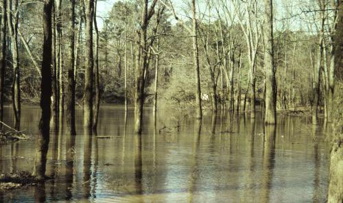 JPCurtinClimate's tweet image. The role woodlands can play in reducing flood risk has had a lot of air time recently - get beneath the headlines by revisiting @CEHScienceNews comprehensive global evidence review if you want to know more nora.nerc.ac.uk/id/eprint/5178… #floodaware