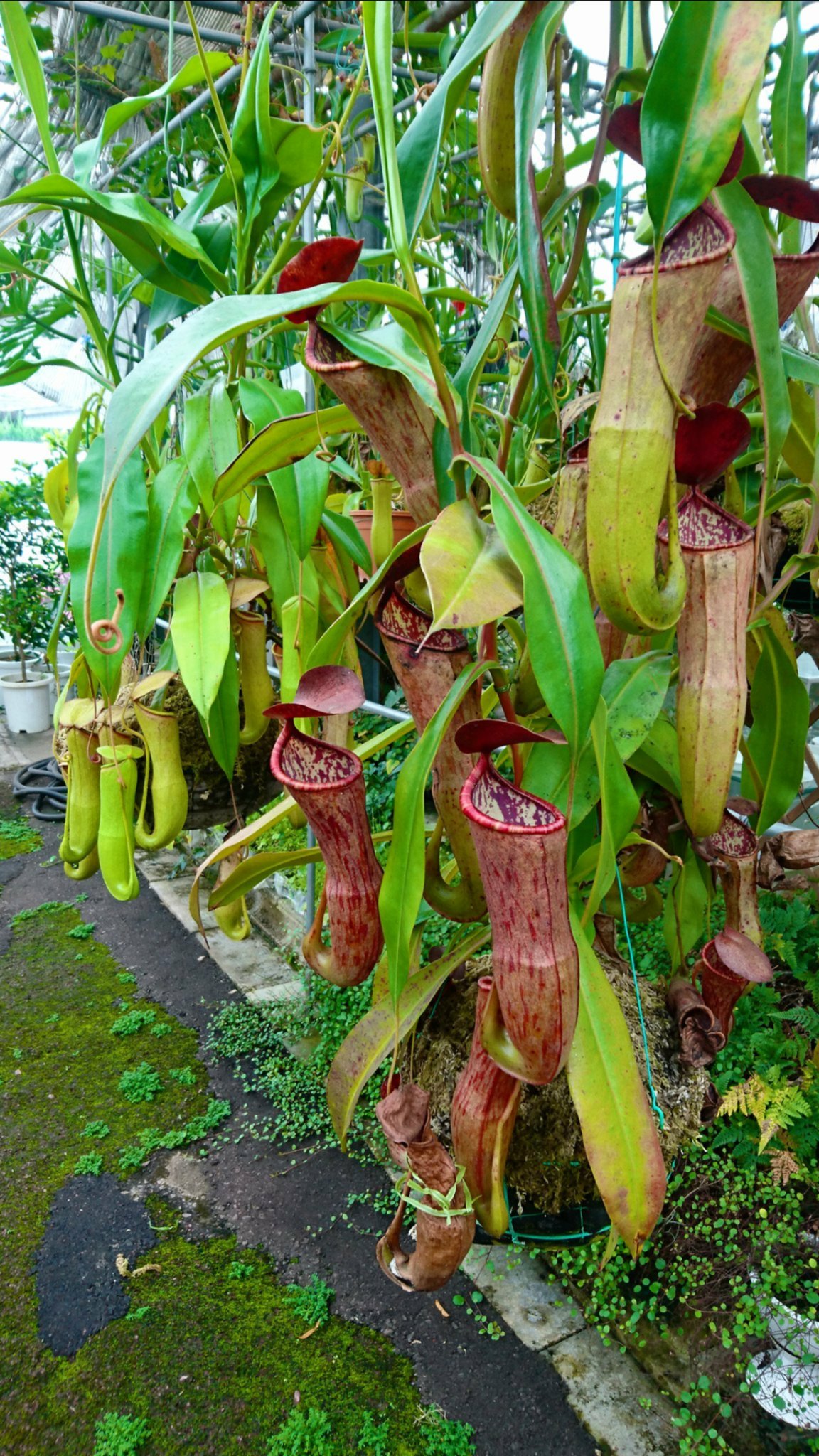 Sadao Kuzume 学名 Nepenthaceae 英名 Tropical Pitcher Plant 科 属 ウツボカズラ 別名 ネベンテラ ウツボカズラ 花言葉 からみつく視線 甘い罠 危険 T Co Jrw9vuqbvq Twitter
