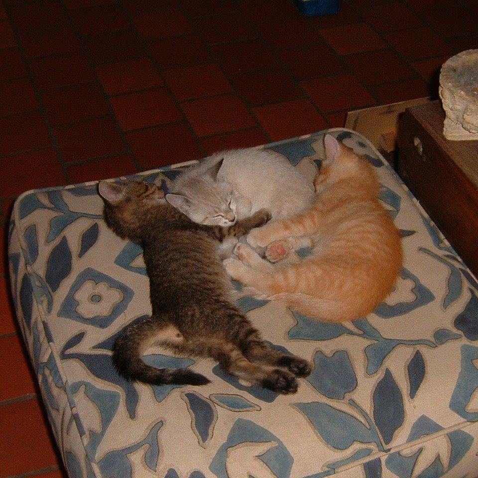 fangios's tweet image. MERVEILLEUX CES PETITS CHATONS !