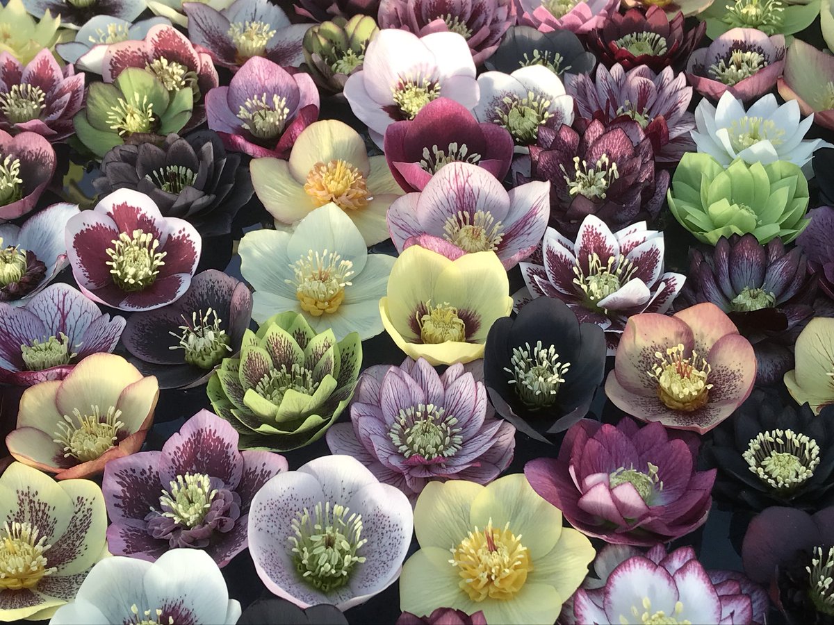 ashnurs's tweet photo. #MondayMotivation 
#helleborelove https://t.co/L5rS56pXCc