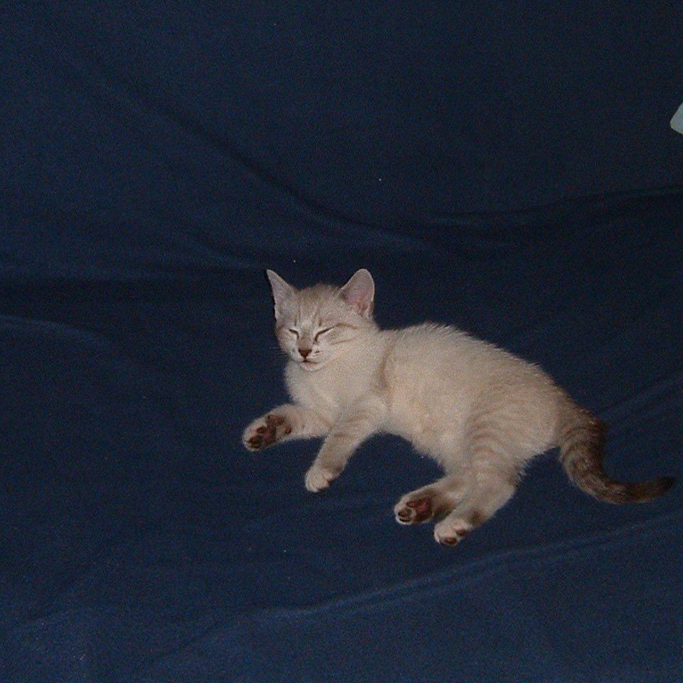 fangios's tweet image. Je suis une petit chatte blanche et je me prénomme MINOUCHKA.
Moi je suis un chat de gouttière et l'on m'appelle MISTIGRIS.
Je suis rouqin et l'on m'appelle BIJOUX
SALUT A TOUS !