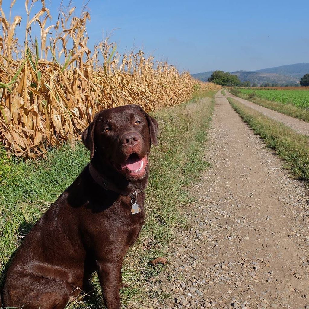 Berti_and_Ernie's tweet image. Every path is easier with a #dog at your side.