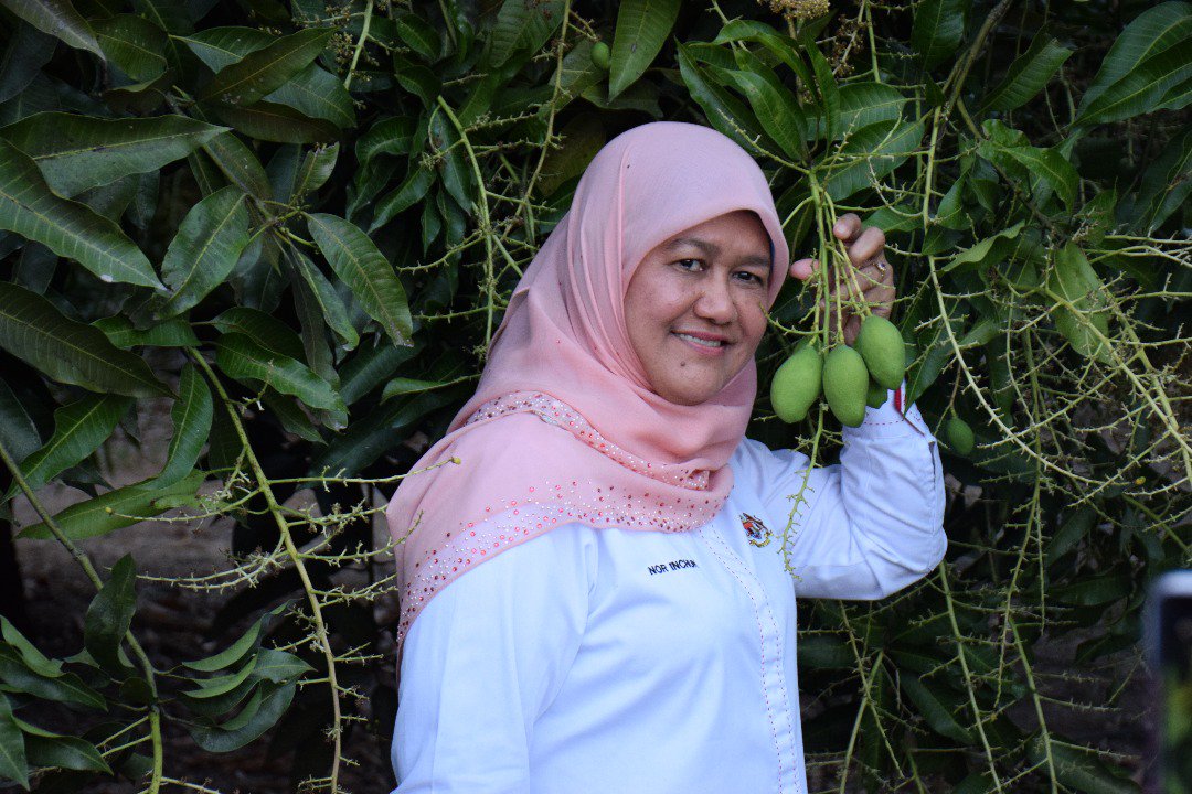 MyDOA_Perlis's tweet photo. Lawatan Timbalan Ketua Pengarah Perkhidmatan Awam Datok Nor Inchun binti Mohamed Salleh ke Pusat Kecemerlangan Harumanis Negeri Perlis
2 March 2018
#pertanianhebat 
#OurFoodOurFuture
@MY1DOA 
@JHarizan 
@DrAliHamsa 
@IsmailBakar60 
@NajibRazak https://t.co/9Mrard4jor