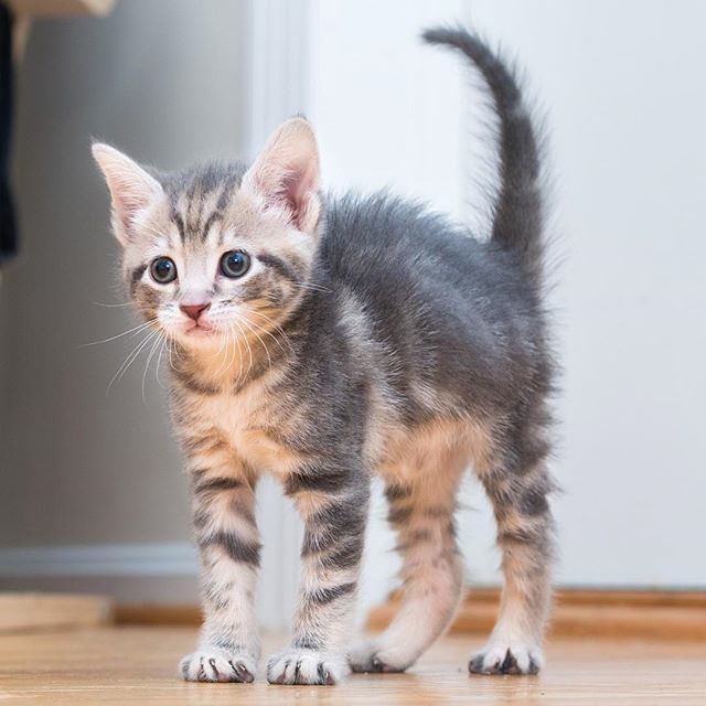kitten crab walk