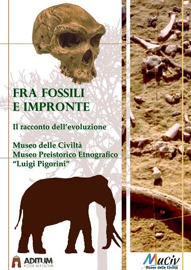Domenica 11marzo ore 11 visita guidata Fra fossili e impronte: il racconto dell’evoluzione al @MuseoCivilta museo Luigi Pigorini
Prenotazioni ☎️391 32 83 400 📧eventi@aditumcultura.it 
#domenicaalmuseo #aditumcultura #museodelleciviltá #museopigorini #antropologia #PaleoesEXTAD