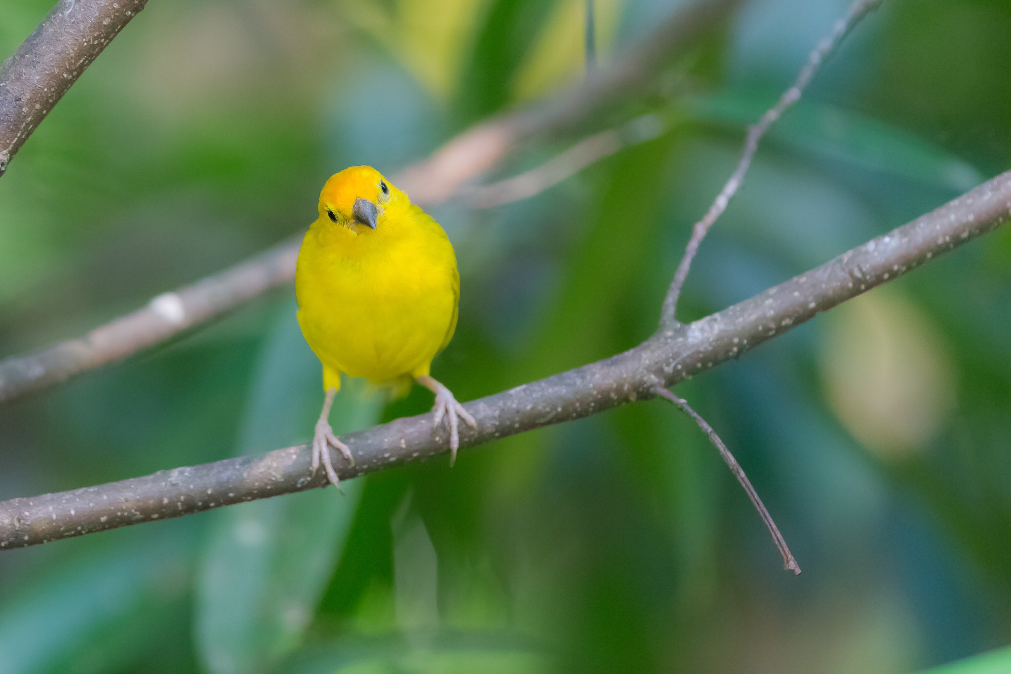 まいる キンノジコ Saffron Finch 真っ黄色の鳥さん 南米の鳥さんだがハワイにも多く棲息しているみたい そういえば一昨年ハワイ島に行った時に何度か出会った記憶が Eos 1d X Ef600mm F 4 L Is Usm キンノジコ Saffronfinch Bird Finch ジュ