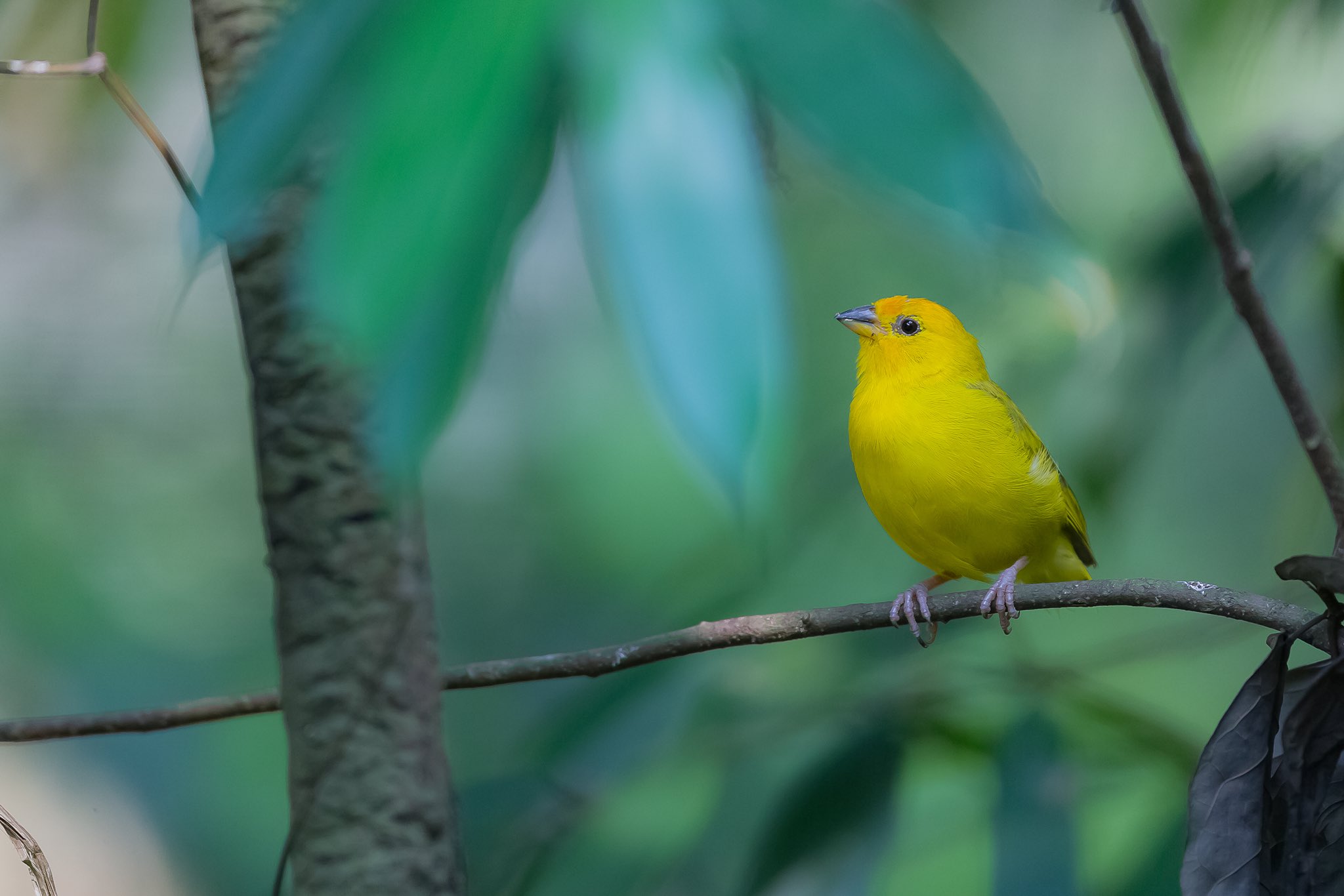 黄色い鳥 その1085:キンノジコ(Saffron finch) | feathercollector's