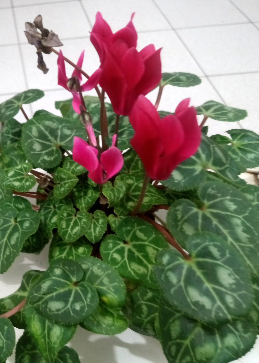 Rosália#betalab (@rosaliabeta) on Twitter photo 