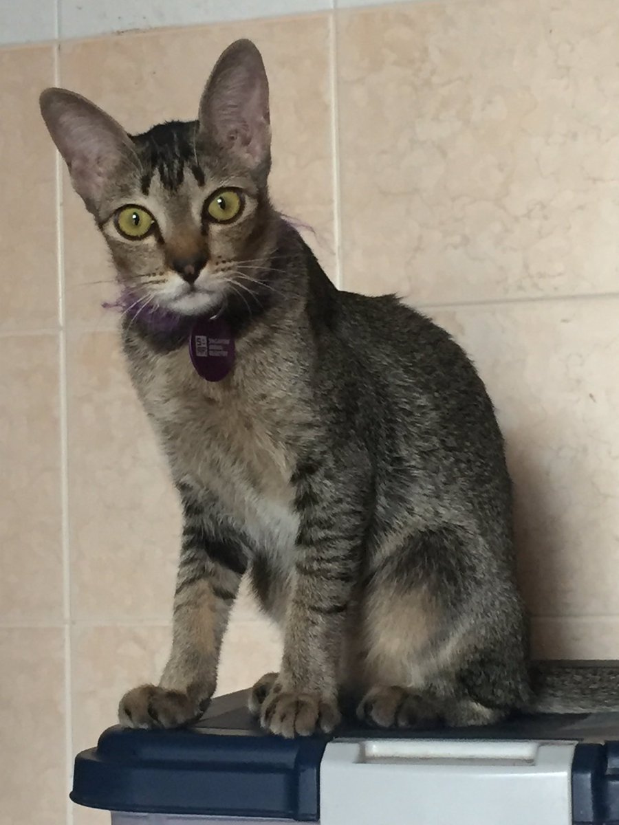 WeLoveFudge's tweet photo. My Kit Kat has been missing for over a week now (which is so unlike her). She does not have a collar on and was last seen around Tampines Street 32. If you've seen her please contact the number on the flyer. #BringKatHome https://t.co/0jzu42B6EL
