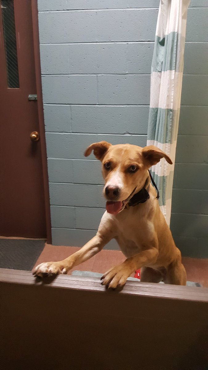 LiveaLittleNH's tweet photo. Look who visited the studio today. She's a very happy employee and has a beautiful down dog!!! https://t.co/MkT7Dg248X