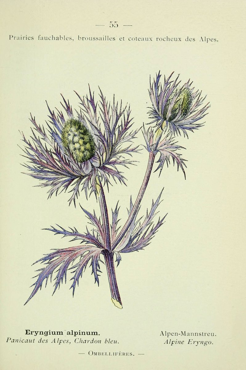 BioDivLibrary's tweet photo. Alpine Sea Holly (Eryngium alpinum) for #BotanicMonday! #SciArt by Cecile Pfulb-Kastner for Charles Flahault, Nouvelle flore coloriée de poche des Alpes et des Pyrénées, Vol. 1 (1906). Contributed to #BHLib by @NYBG: https://t.co/EPIoyz8Cdp -- #WomensHistoryMonth https://t.co/0WT9f9DvO8
